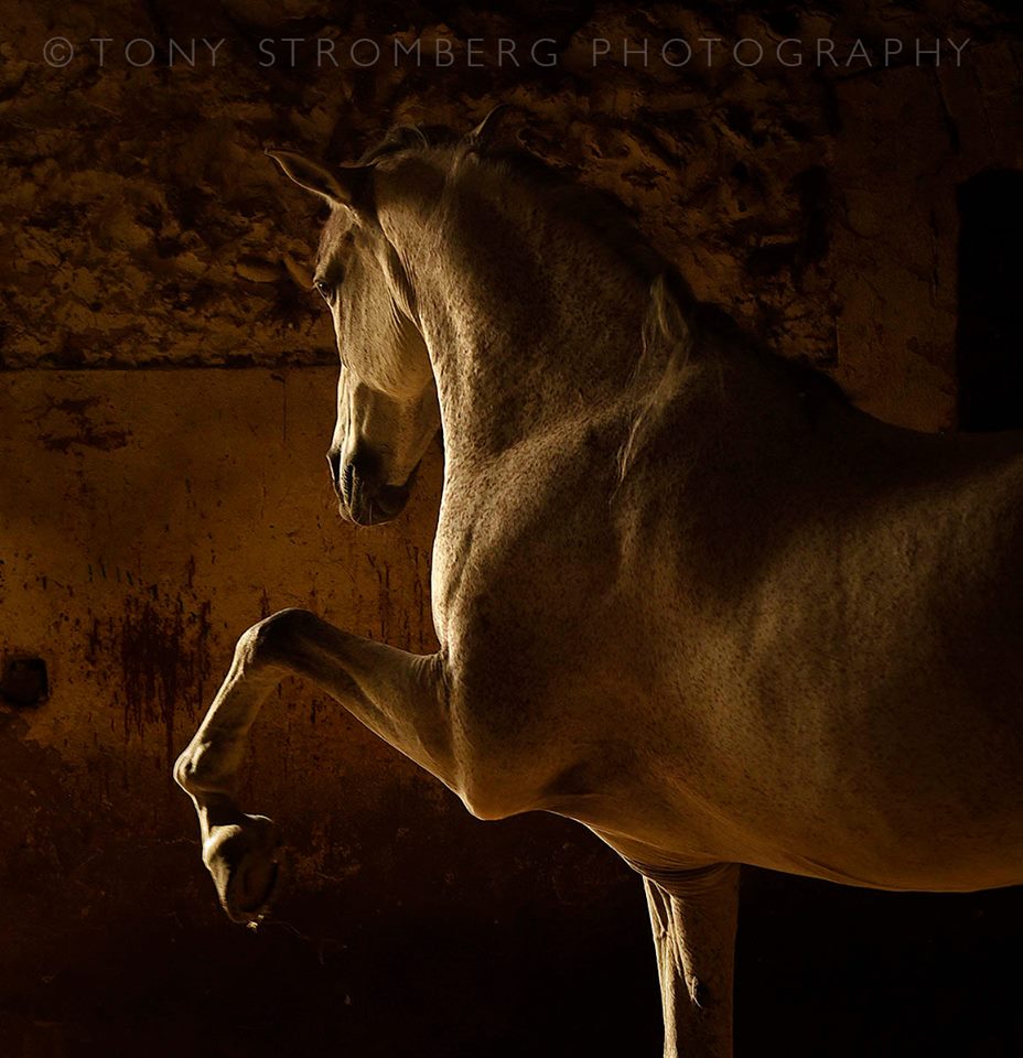 47581144_2077099408996114_4330046896656613376_n