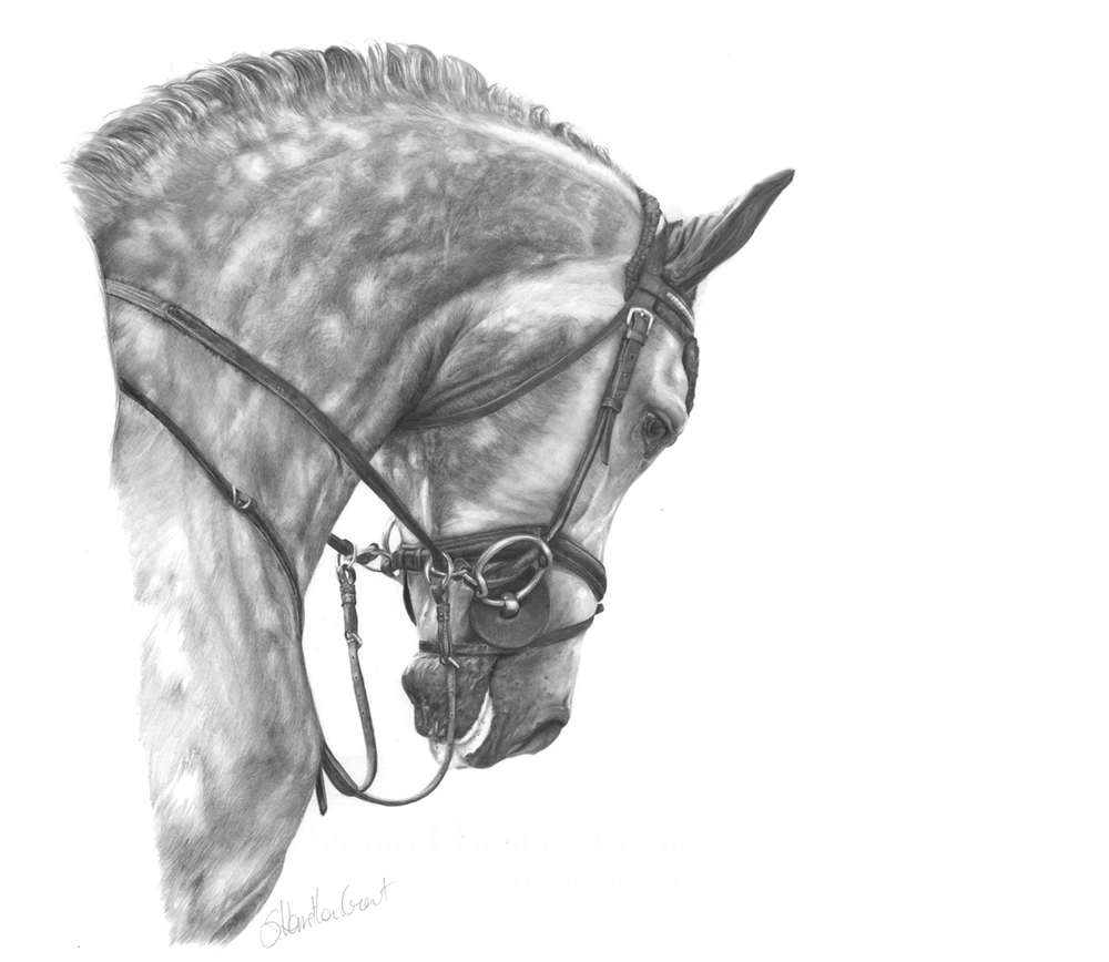 grey-cornado-website