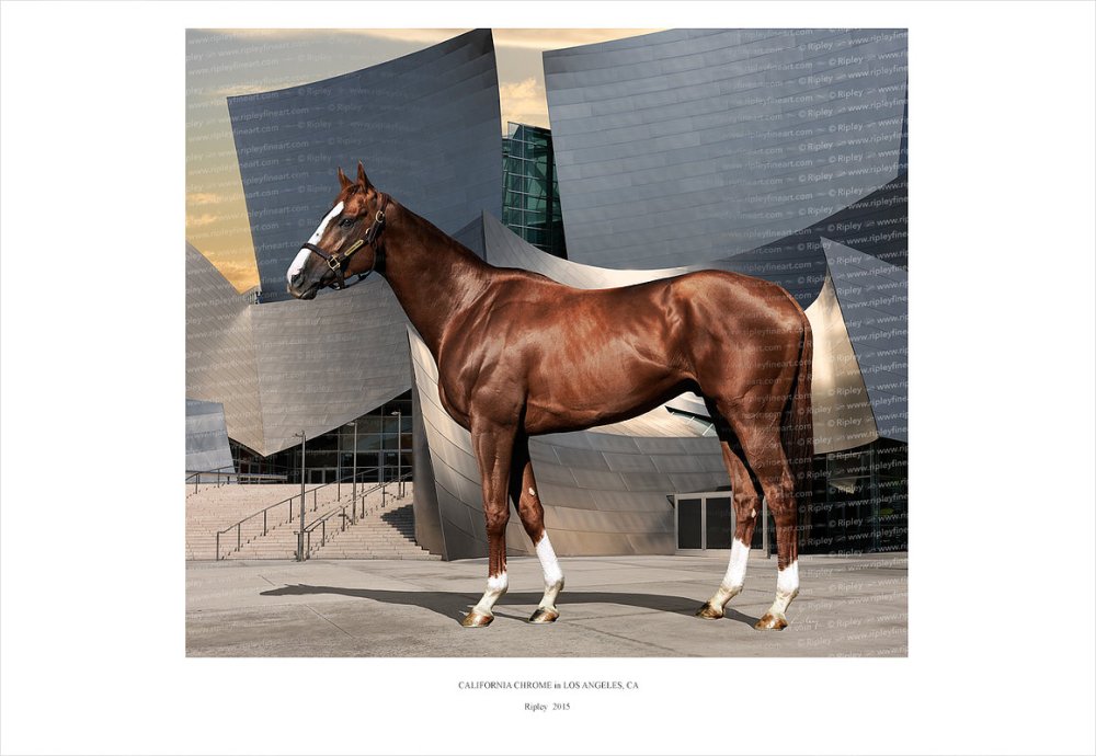 california_chrome01_website_image_thug_wxga.jpg