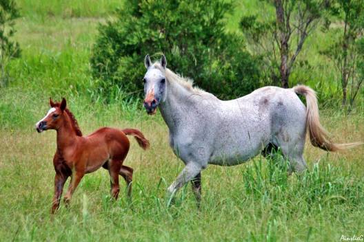 18198253_1427964427247073_9088310953605672427_n (1).jpg