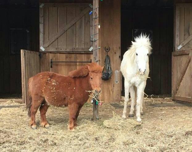 10264874_668268303276488_5234598550150122409_n