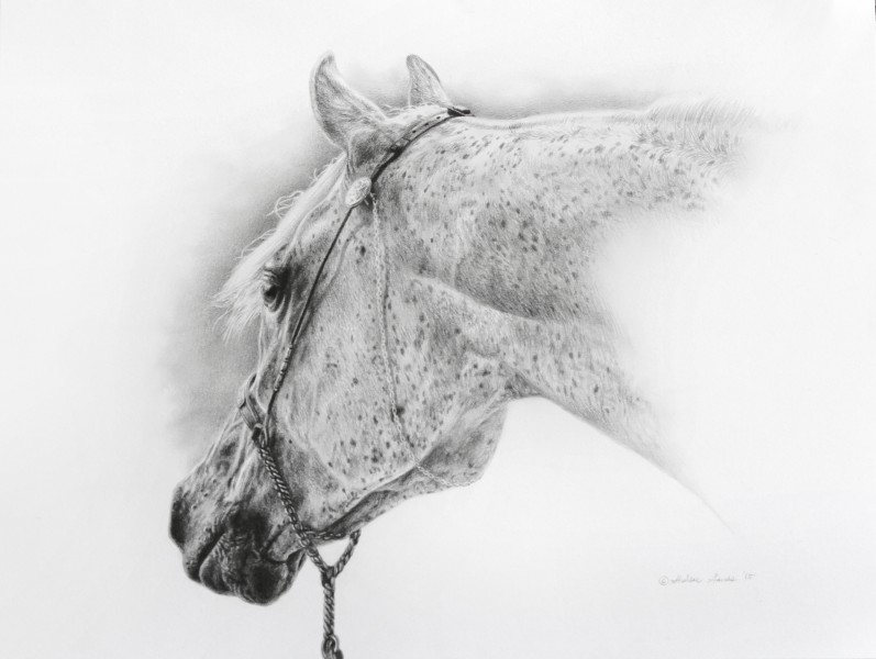 Flea-bitten-Gray-797x600