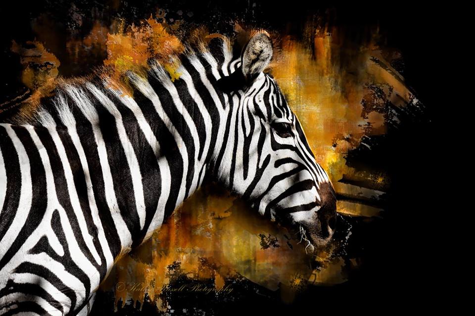 22309095_1481176818633517_6907522480489073194_n