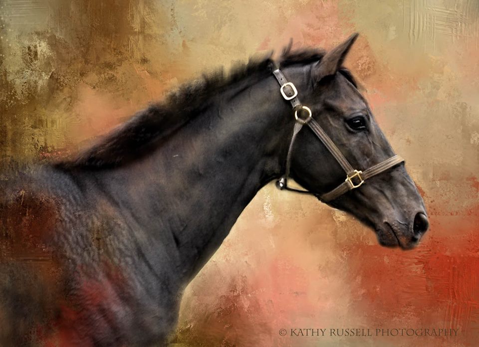 23031712_1505955816155617_5199376256154820688_n