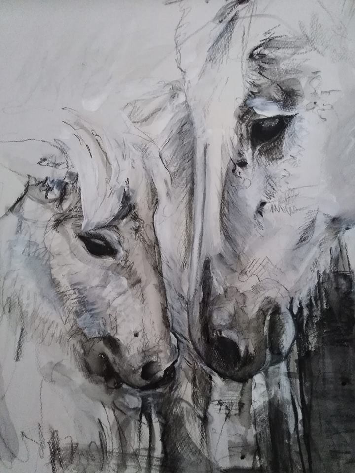 51237846_10157113483293833_947428424962539520_n